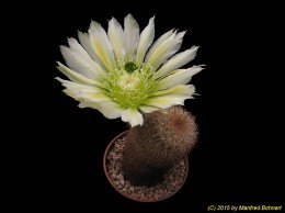 Echinocereus dasyacanthus 573